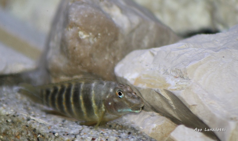 Eretmodus marksmithi 'Mzungu Beach'